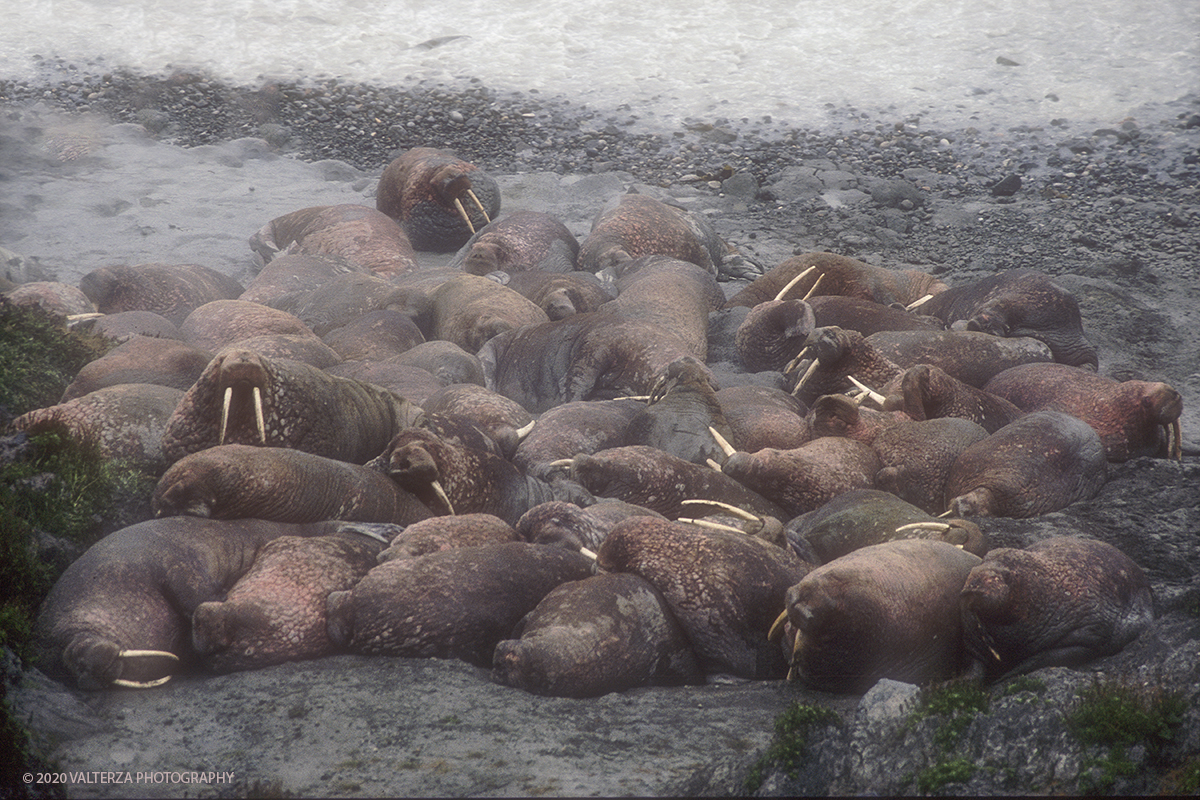 108 D SIBERIA.jpg - Luglio/Agosto 1992. Siberia, terra dei Chukchi. Nell'oceano artico  125 Km a nord-est della penisola dei Chukchi (Siberia) c'Ã¨ l'isola di Wrangel, essa ospita piÃ¹ del doppio di specie vegetali (417) di qualsiasi territorio artico a paritÃ  di superficie nonchÃ¨ 30 specie diverse di uccelli oltre ad orsi polari, foche e trichechi ; per questo motivo   Ã¨ stata proclamata patrimonio dell'umanitÃ  dall'UNESCO. Nella foto isola di Wrangell, colonia di trichechi , animali protetti, a Cape Blossom